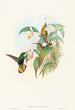 Lafresnaya flavicaudata - John Gould — visning af kunstværket