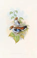 Eurylaime luné - John Gould — visning af kunstværket