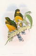 Trogon de Macklot - John Gould — visning af kunstværket