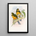 Trogon de Macklot - John Gould — indrammet kunstværk på væggen