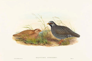 John Gould - Malacoturnix superciliosus.webp