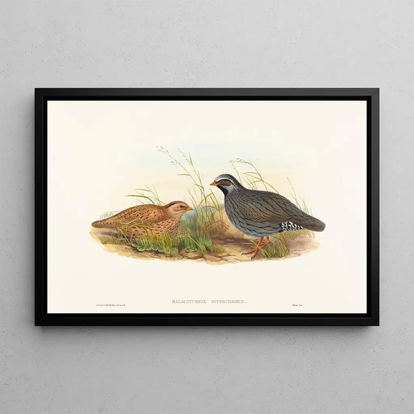 Malacoturnix superciliosus - John Gould — indrammet kunstværk på væggen