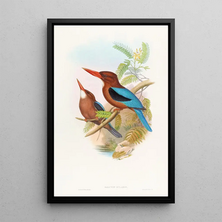 John Gould - Manilla Kingfisher.webp