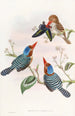 Martin-pêcheur multicolore - John Gould — visning af kunstværket