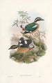 Monografi af Pittidae Pl01 - John Gould — visning af kunstværket