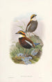 Monografi af Pittidae Pl03 - John Gould — visning af kunstværket