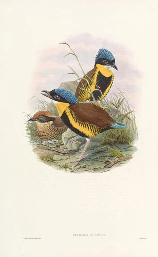 John Gould - Monograph of the Pittidae Pl05.webp