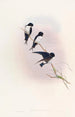 Hirondelle de Népal - John Gould — visning af kunstværket