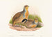 Perdix barbata - John Gould — visning af kunstværket