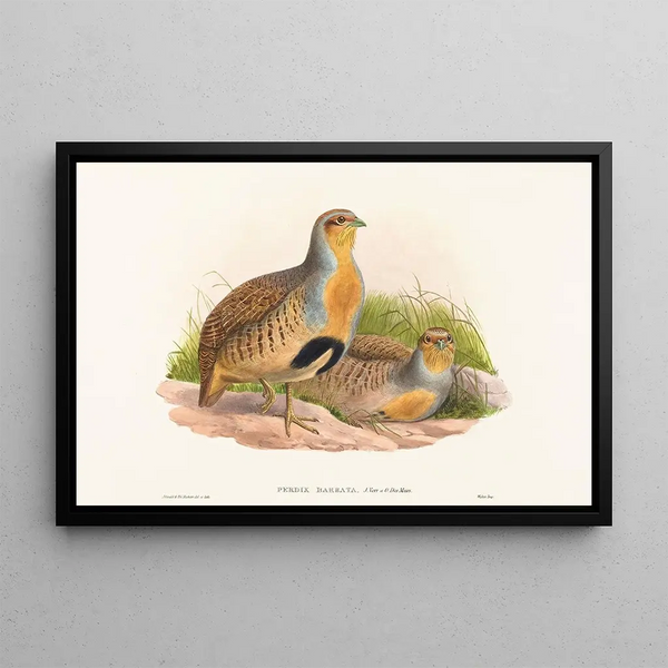 Perdix barbata - John Gould — indrammet kunstværk på væggen