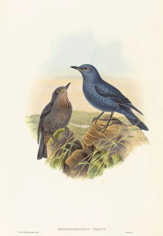 John Gould - Petrocossyphus cyanus.webp