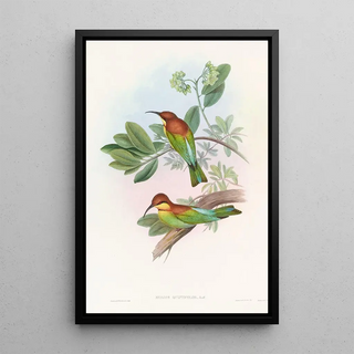 John Gould - Pirik Beeeater.webp