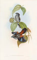 Eurylaime à dos rouge - John Gould — visning af kunstværket