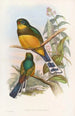 Trogon de Reinwardt - John Gould — visning af kunstværket
