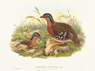 Rødhovedet Bambusperd - John Gould — visning af kunstværket