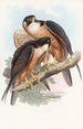 Faucon Shaheen - John Gould — visning af kunstværket