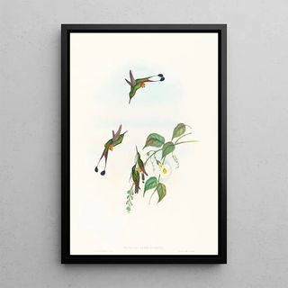 John Gould - Spathura rufocaligata.webp