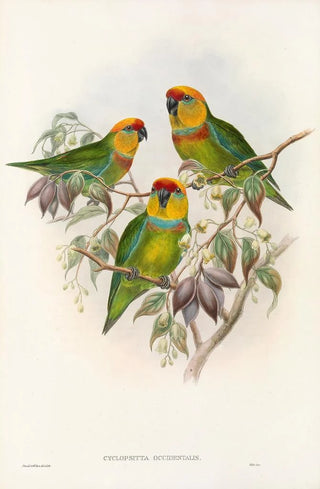 John Gould - The Birds of New Guinea and the adjacent Papuan islands Pl01.webp