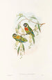 Papegøjer fra Ny-Guinea og de tilstødende Papua-øer Pl06 - John Gould — visning af kunstværket
