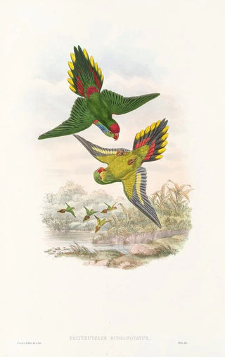 John Gould - The Birds of New Guinea and the adjacent Papuan islands Pl16.webp