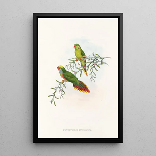 John Gould - The Birds of New Guinea and the adjacent Papuan islands Pl17.webp