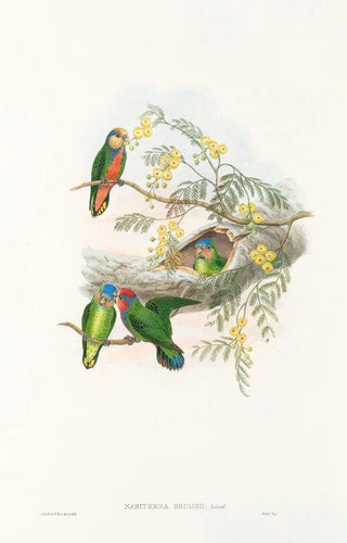 John Gould - The Birds of New Guinea and the adjacent Papuan islands Pl24.webp