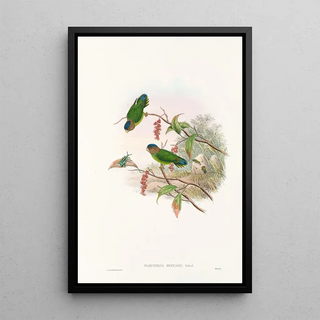 John Gould - The Birds of New Guinea and the adjacent Papuan islands Pl25.webp
