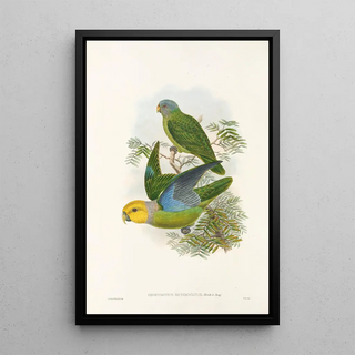 John Gould - The Birds of New Guinea and the adjacent Papuan islands Pl28.webp
