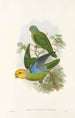 fuglene fra New Guinea og de tilstødende Papuanske øer Pl28 - John Gould — visning af kunstværket