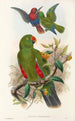 fuglene fra New Guinea og de tilstødende Papuanske øer Pl31 - John Gould — visning af kunstværket