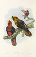 fuglene fra New Guinea og de tilstødende Papuanske øer Pl34 - John Gould — visning af kunstværket
