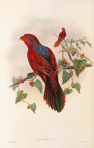 John Gould - The Birds of New Guinea and the adjacent Papuan islands Pl35.webp