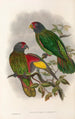 fuglene fra Ny-Guinea og de tilstødende Papuanske øer Pl38 - John Gould — visning af kunstværket