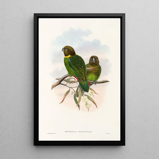 John Gould - The Birds of New Guinea and the adjacent Papuan islands Pl39.webp