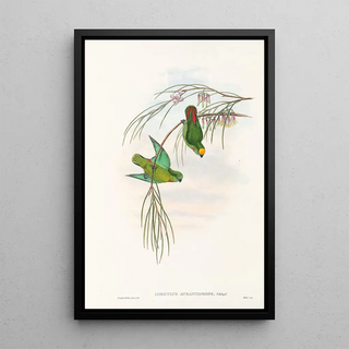 John Gould - The Birds of New Guinea and the adjacent Papuan islands Pl43.webp