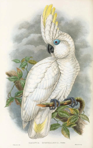 John Gould - The Birds of New Guinea and the adjacent Papuan islands Pl45.webp