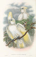fuglene fra New Guinea og de tilstødende Papuanske øer Pl47 - John Gould — visning af kunstværket