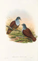 fuglene fra Ny Guinea og de tilstødende Papuanske øer Pl49 - John Gould — visning af kunstværket