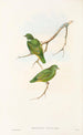 fuglene fra New Guinea og de tilstødende Papuanske øer Pl51 - John Gould — visning af kunstværket