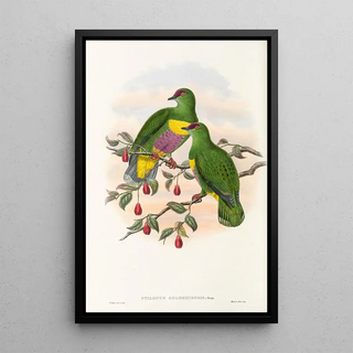 John Gould - The Birds of New Guinea and the adjacent Papuan islands Pl52.webp