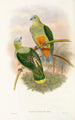 fuglene fra New Guinea og de tilstødende Papuanske øer Pl53 - John Gould — visning af kunstværket