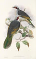 fuglene fra New Guinea og de tilstødende Papuanske øer Pl56 - John Gould — visning af kunstværket