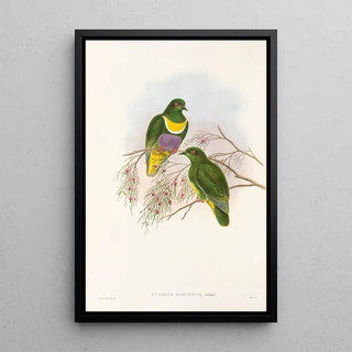 John Gould - The Birds of New Guinea and the adjacent Papuan islands Pl57.webp