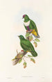 fuglene fra Ny Guinea og de tilstødende Papuanske øer Pl59 - John Gould — visning af kunstværket