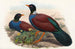 Fuglene fra Ny Guinea og de tilstødende Papuanske øer Pl61 - John Gould — visning af kunstværket