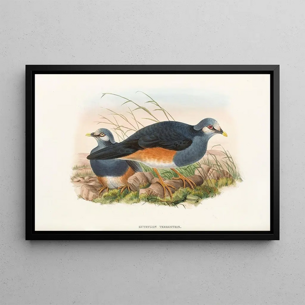 John Gould - The Birds of New Guinea and the adjacent Papuan islands Pl62.webp