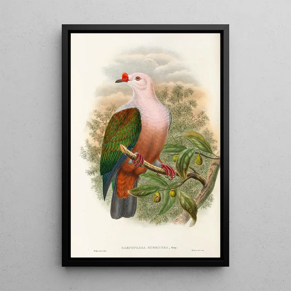 John Gould - The Birds of New Guinea and the adjacent Papuan islands Pl63.webp