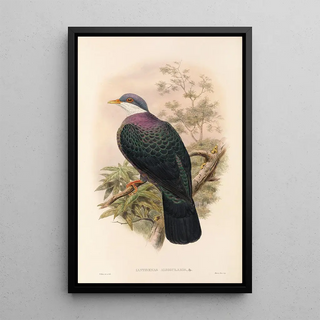 John Gould - The Birds of New Guinea and the adjacent Papuan islands Pl67.webp