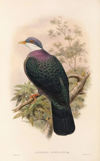 John Gould - The Birds of New Guinea and the adjacent Papuan islands Pl67.webp