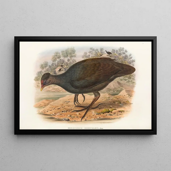Papegøjer fra Ny Guinea og de tilstødende Papuanske øer Pl68 - John Gould — indrammet kunstværk på væggen